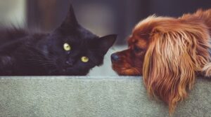 un cane cocker marrone e un gatto nero
