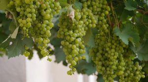 Incontro Space Wine Club – Cantina Mauro Sebaste