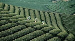 Meraviglioso VIETNAM – dal 10 al 21 agosto 2026